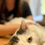 Kot do adopcji
