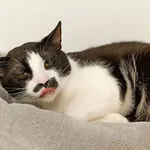 Kot do adopcji
