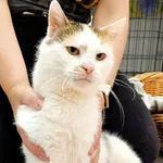 Kot do adopcji
