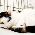 Kot do adopcji