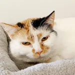 Kot do adopcji