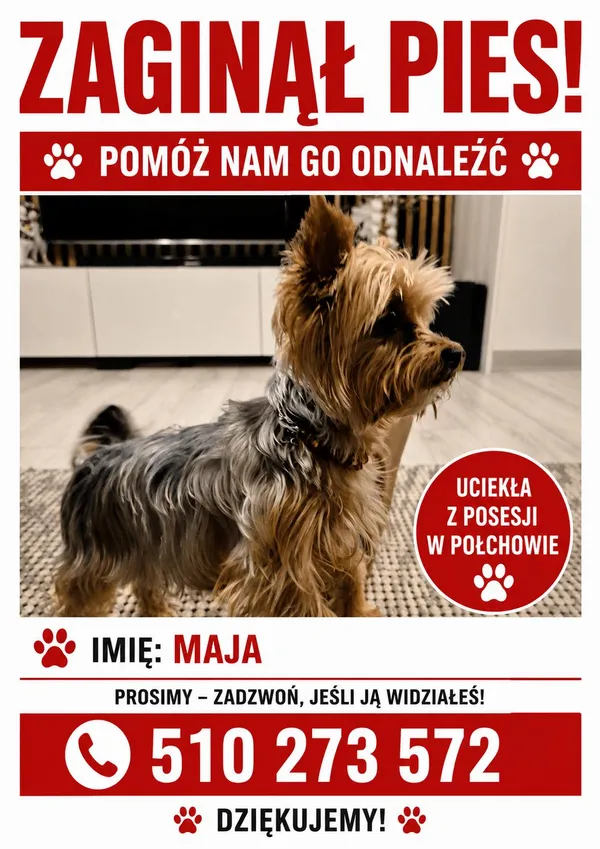 Zaginął pies, Połchowo, 18 czerwca 2026 (1/3)