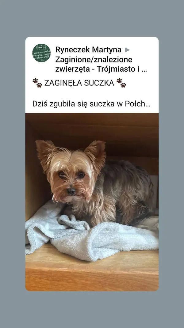 Zaginął pies, Połchowo, 18 czerwca 2026 (2/3)