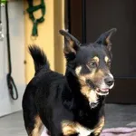 Pies do adopcji