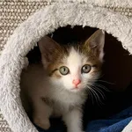 Kot do adopcji