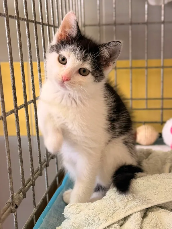 Kot do adopcji, Wrocław, 5 czerwca 2026