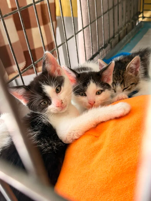 Kot do adopcji, Wrocław, 22 maja 2026
