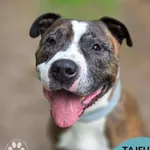 Pies do adopcji