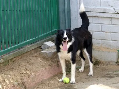 Pies do adopcji, Pabianice, 11 czerwca 2026 (5/5)