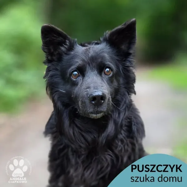 Pies do adopcji, Gdynia, 18 czerwca 2026 (1/5)