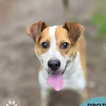 Pies do adopcji