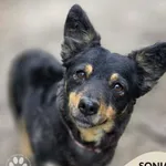 Pies do adopcji