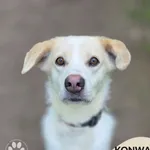 Pies do adopcji