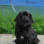 Pies do adopcji