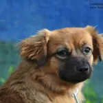 Pies do adopcji