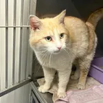 Kot do adopcji