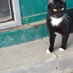 Kot do adopcji