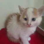 Kot do adopcji
