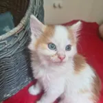 Kot do adopcji