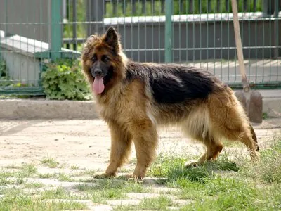 Pies do adopcji, Pabianice, 10 czerwca 2026 (1/5)