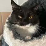 Kot do adopcji