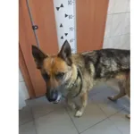 Znaleziono psa