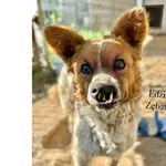 Pies do adopcji