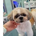 Pies do adopcji