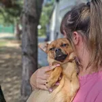 Pies do adopcji