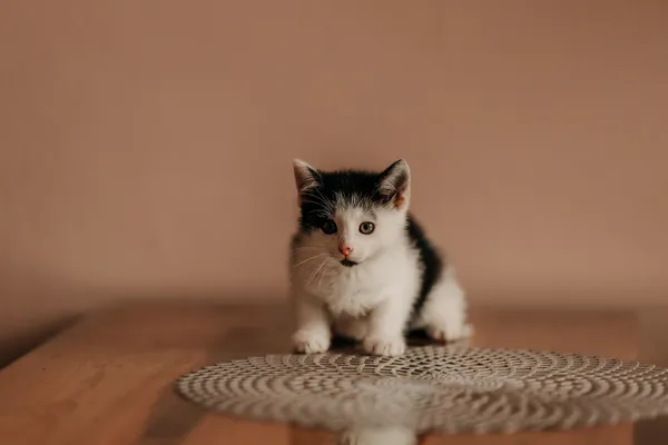 Kot do adopcji, Czartki, 19 czerwca 2026 (1/5)
