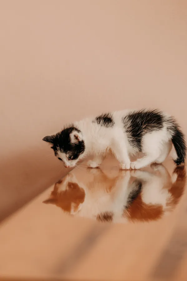 Kot do adopcji, Czartki, 19 czerwca 2026 (1/5)