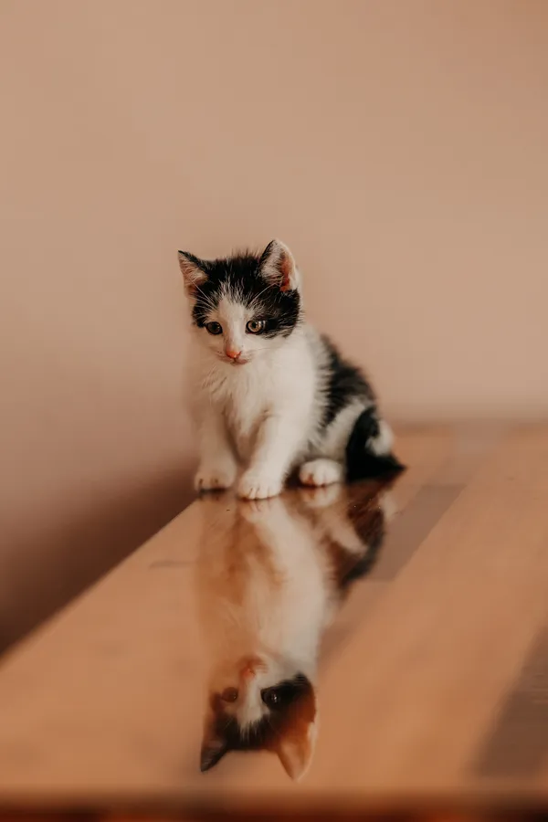 Kot do adopcji, Czartki, 19 czerwca 2026 (4/5)
