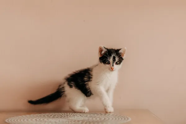 Kot do adopcji, Czartki, 19 czerwca 2026 (1/5)
