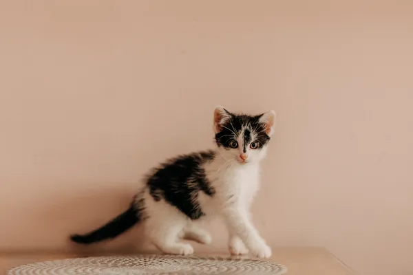 Kot do adopcji, Czartki, 19 czerwca 2026 (2/5)