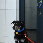 Znaleziono psa