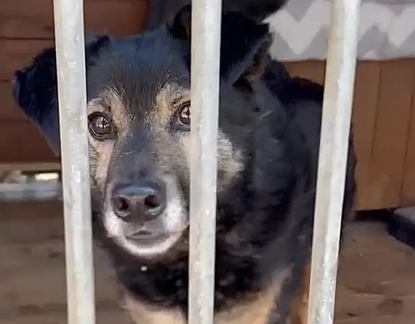 Pies do adopcji, Głowno, 20 czerwca 2026 (1/5)