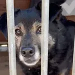 Pies do adopcji