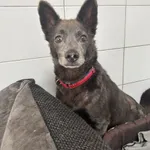 Pies do adopcji