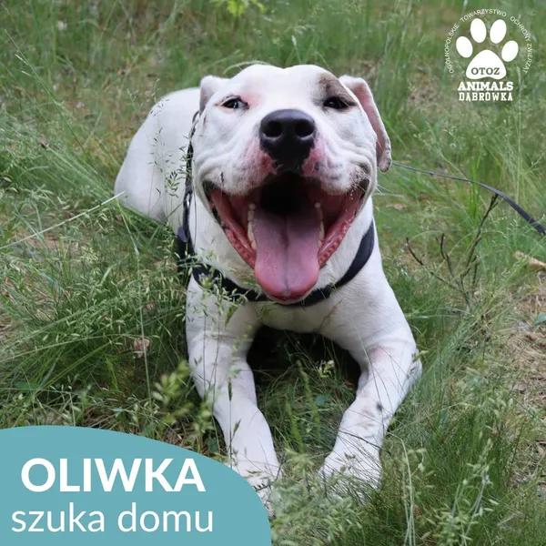 Pies do adopcji, Dąbrówka, 22 czerwca 2026 (1/4)