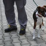 Pies do adopcji