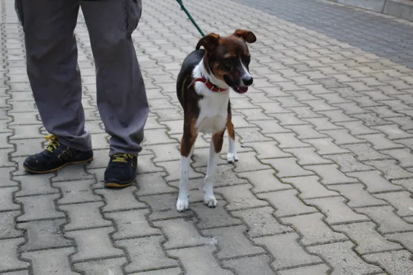 Pies do adopcji, Ciosny, 22 czerwca 2026