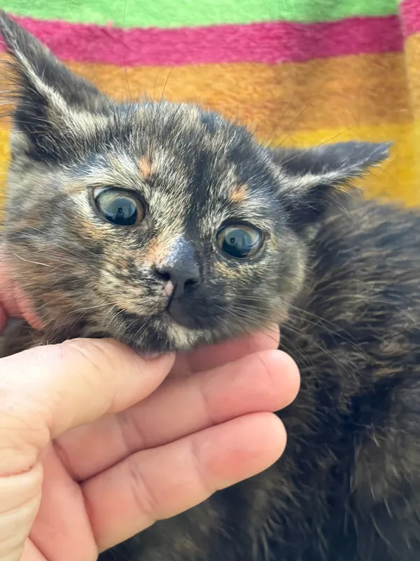 Kot do adopcji, Bełchatów, 11 czerwca 2026 (4/5)