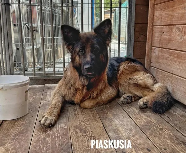 Pies do adopcji, Rytlów, 23 czerwca 2026