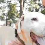 Pies do adopcji
