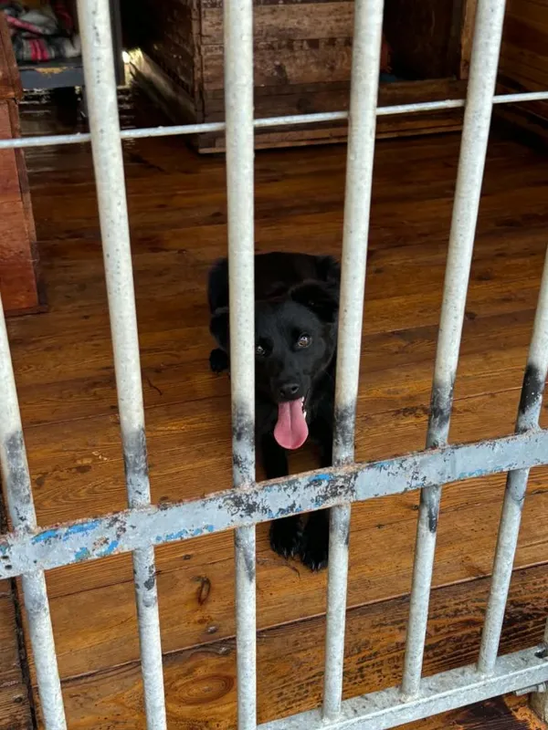 Pies do adopcji, Rytlów, 23 czerwca 2026