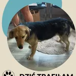 Znaleziono psa