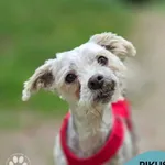 Pies do adopcji
