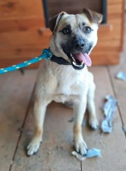 Znaleziono psa, Radom, 21 czerwca 2026