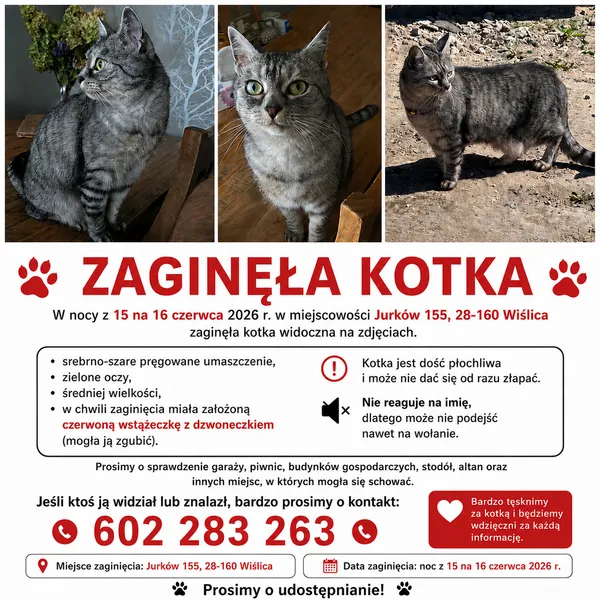 Zaginął kot, Jurków, 25 czerwca 2026