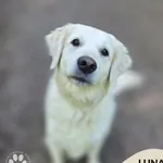 Pies do adopcji